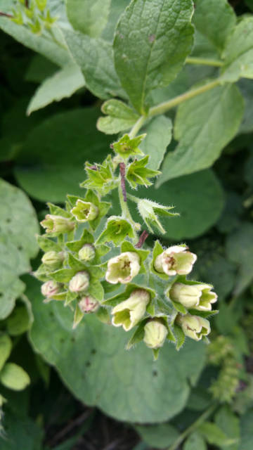 2de floraison
