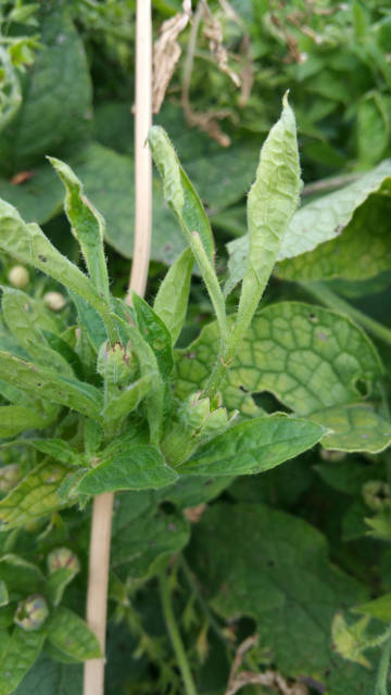 2de floraison, détail
