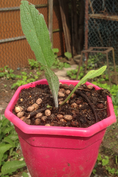B14 BEP en pot