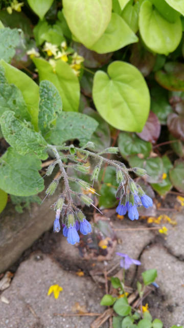 caucasicum