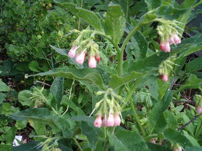 officinale rose