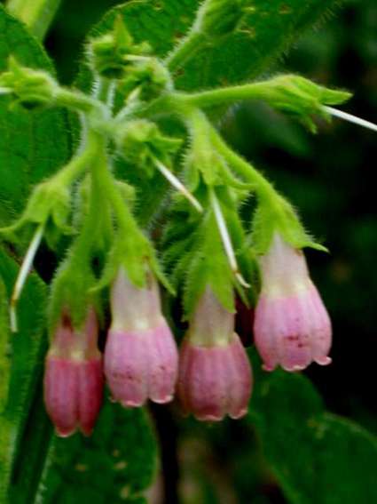 officinale rose