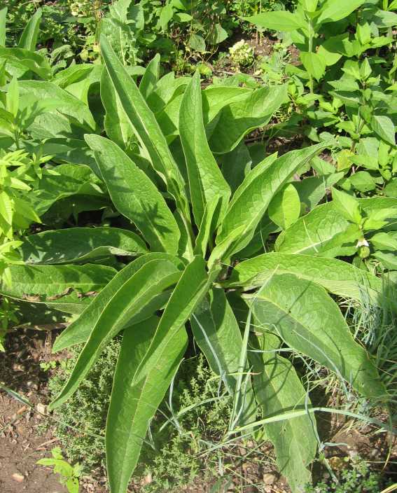 officinale rose