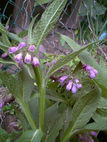 officinale