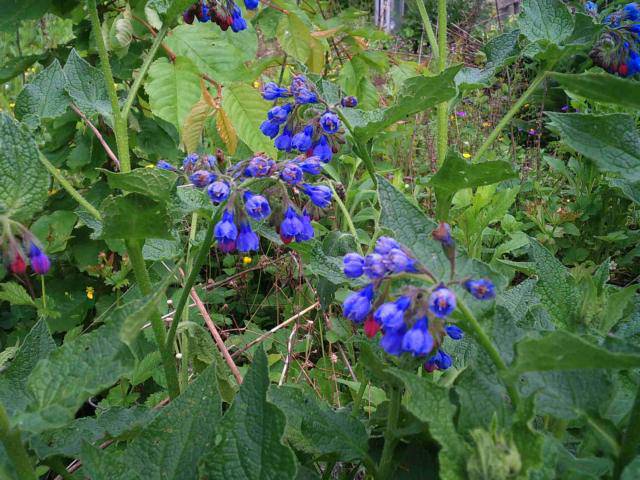 azureum