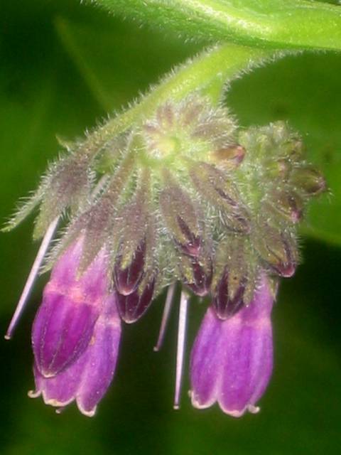Fleur HDRA détail