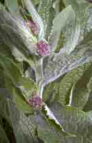 Detty, photo de boutons floraux