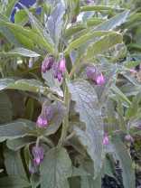 Detty Photo de fleurs
