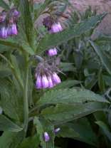 Detty Photo de fleurs