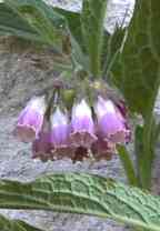 Detty Photo de fleurs