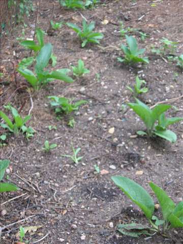 nouvelle plantation de B14