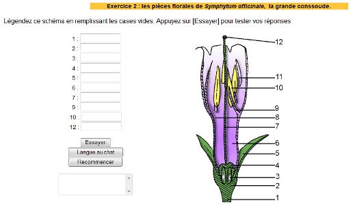 anatomie fleur de consoude