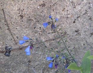 caucasicum