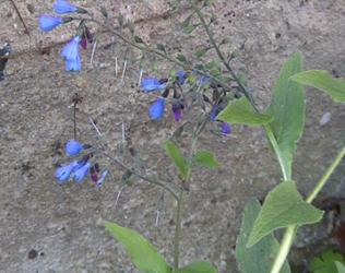 caucasicum