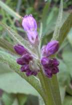 Photo de Consoude officinale
