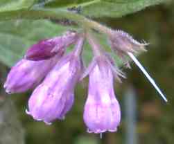 Photo de Consoude officinale