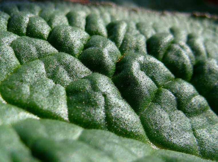 surface de la feuille vue de près
