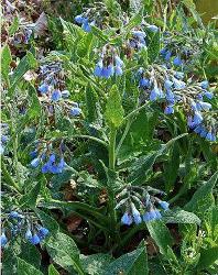 grandiflorum