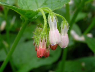 grandiflorum