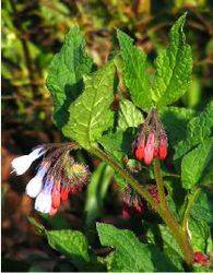 grandiflorum