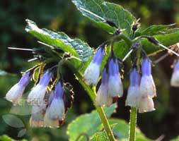 grandiflorum