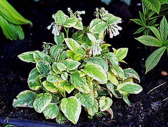 grandiflorum variegatum