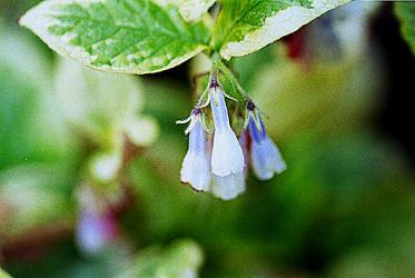 grandiflorum variegatum