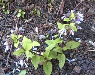 grandiflorum