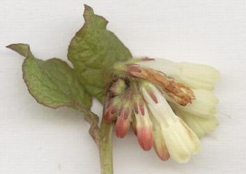 grandiflorum