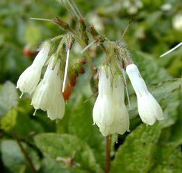 grandiflorum