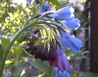 bouquet de profil