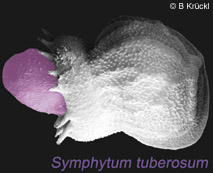 nucule de symphytum tuberosum