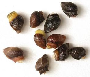 nucules de symphytum officinalis