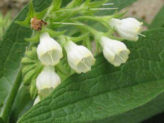 consoude officinale blanche