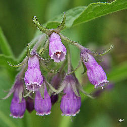 consoude officinale violette