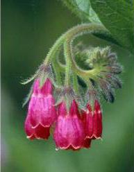 consoude officinale rouge