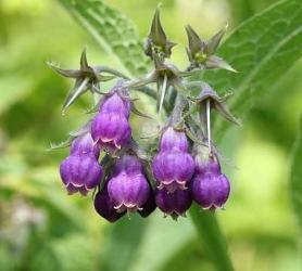 consoude officinale violette