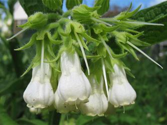 photo de consoude officinale