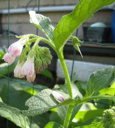 consoude officinale Haba