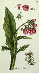 planche Consoude officinale