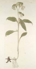 planche grandiflorum