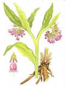 planche Consoude officinale