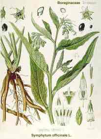 planche Consoude officinale