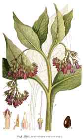 planche Consoude officinale
