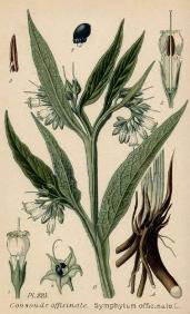 planche Consoude officinale