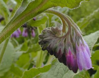 fleur de consoude